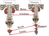 Infection urinaire 